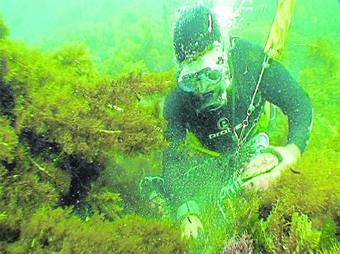 How to Catch Abalone