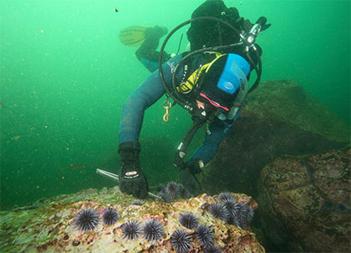 Melbourne Sea Urchin Dives