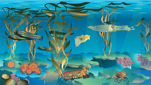 Kelp Forests