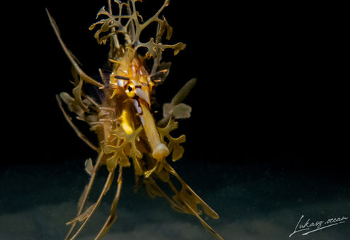 Leafy Seadragon taken on a night dive | © Lukasz Halbryt