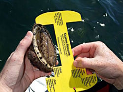 Measuring Abalone