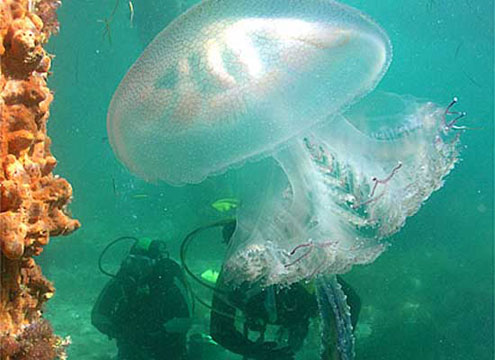 Melbourne Pier Dives by The Scuba Doctor