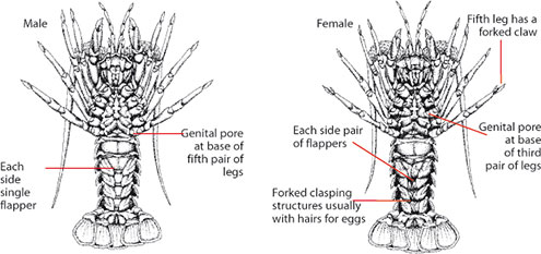 Distinguishing features of male and female rock lobster