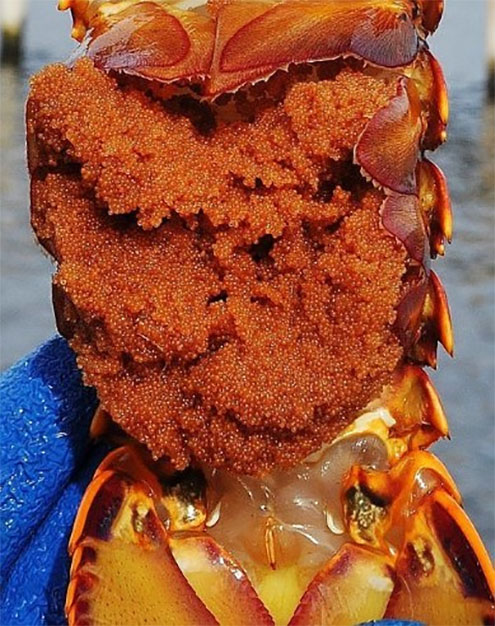Female rock lobster in berry?