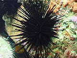 Sea Urchin Dive Site