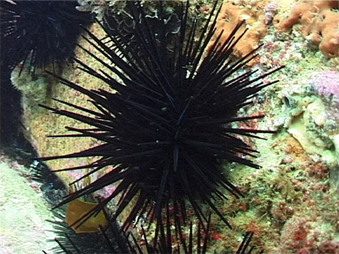 Black Sea Urchin (Centrostephanus rodgersii) Black Sea Urchin (Centrostephanus rodgersii)
