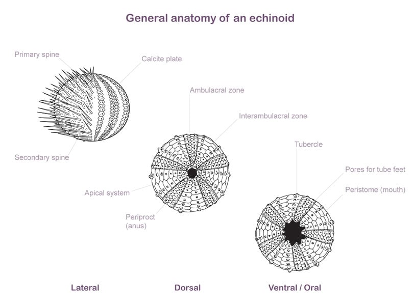 How to Catch Sea Urchin - The Scuba Doctor