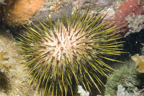 White Sea Urchin (Heliocidaris erythrogramma)