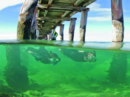 Snorkelling in Melbourne