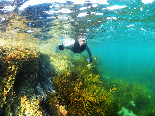 Snorkelling the Intertidal Zone