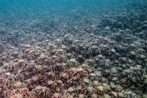 Giant Spider Crab Aggregation