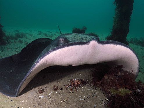 A feeding Smooth Stingray looking for a meal of Giant Spider Crab