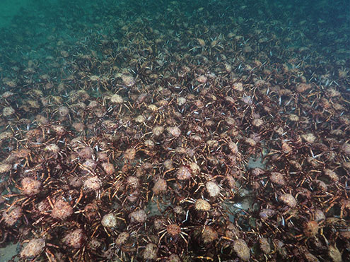Get up close and personal with thousands of Giant Spider Crabs