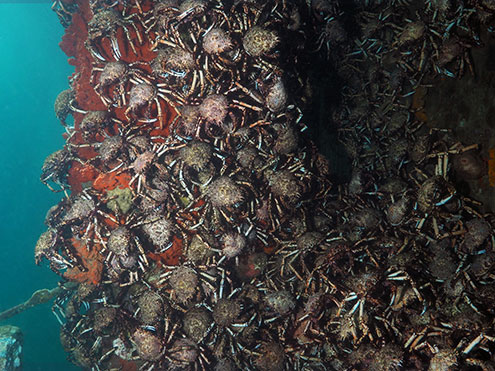 Giant Spider Crabs aggregating on a pier pylon
