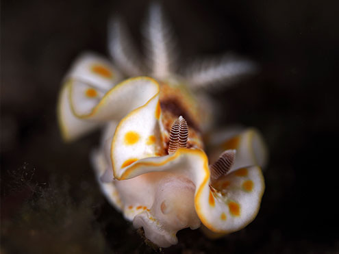 Guided Scuba Dives With Nudibranchs