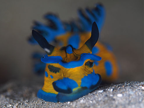 A stunning Verco's Nudibrach crawls on the sand under Blairgowrie Pier