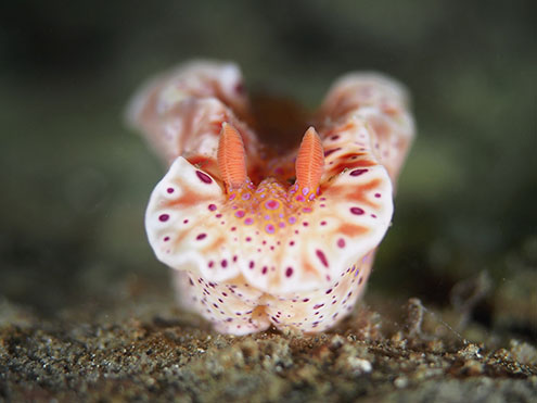 A stunning Ceratosoma Nudibrach under Blairgowrie Pier