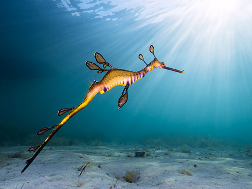 Weedy Seadragon at Flinders Pier