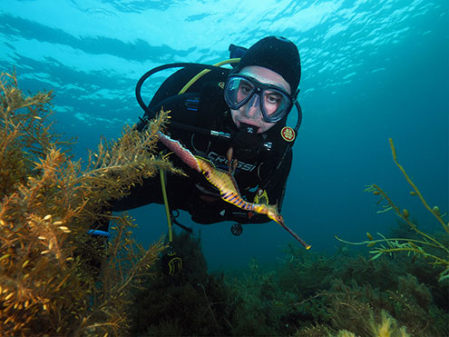 Scuba Dive With A Male Weedy Seadragon With Eggs