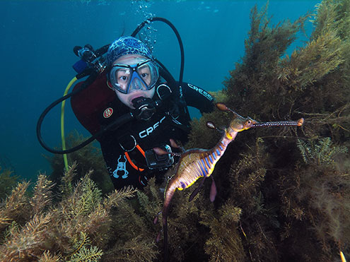 Scuba Dive With Weedy Seadragons