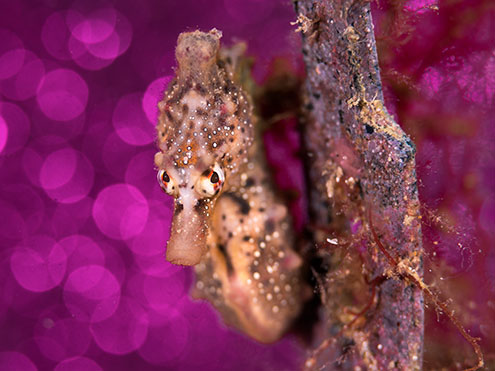 Come On A Guided Scuba Dive To See Seahorses At Rye Pier