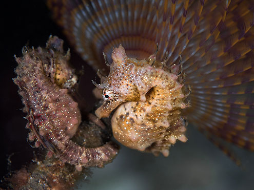 Scuba Dive With Seahorses At Rye Pier