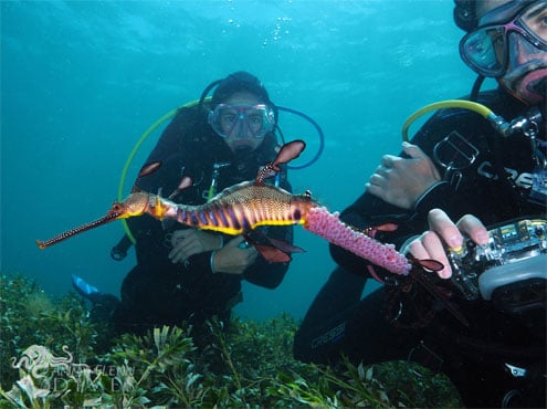 Male Weedy Seadragon with eggs, Flinders Pier