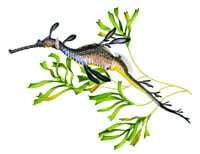 Victorian Marine Emblem: Weedy Seadragon