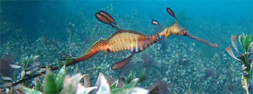 Weedy Sea Dragon (Fizzy), Flinders Pier