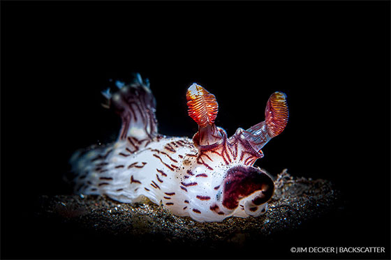 Backscatter Mini Flash MF-1 with Nudibranch