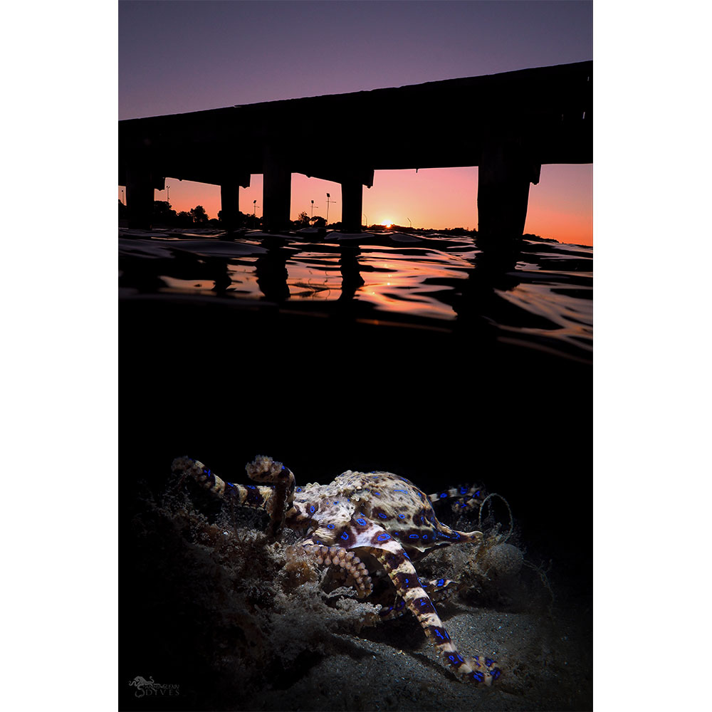 Fathoms: Split Shot Blue Ringed Octopus at Sunset - Click Image to Close