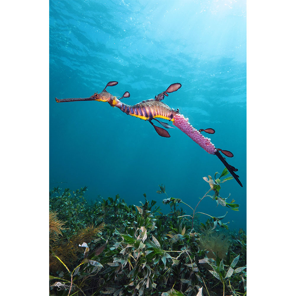 Patriarch: Male Weedy Seadragon - Click Image to Close