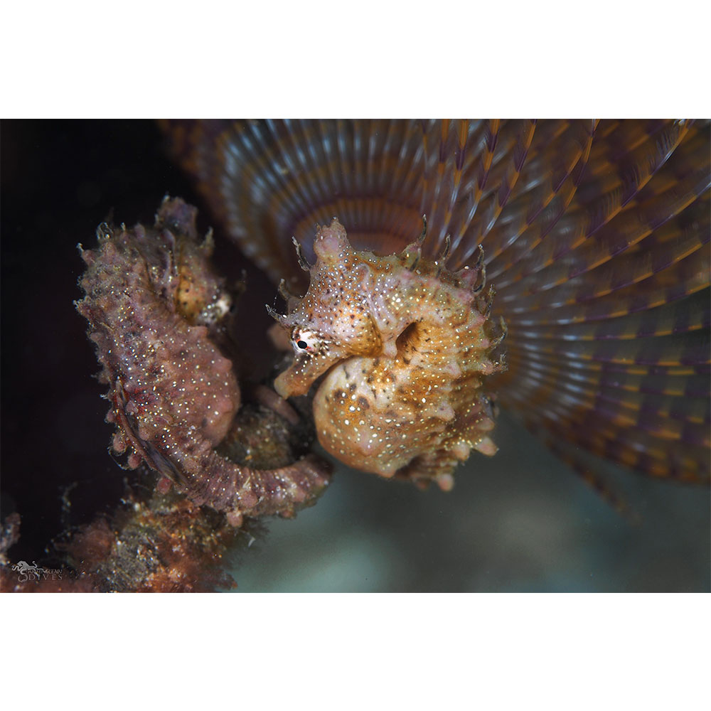 Anchor: Short Headed Seahorse on Fan Worm - Click Image to Close