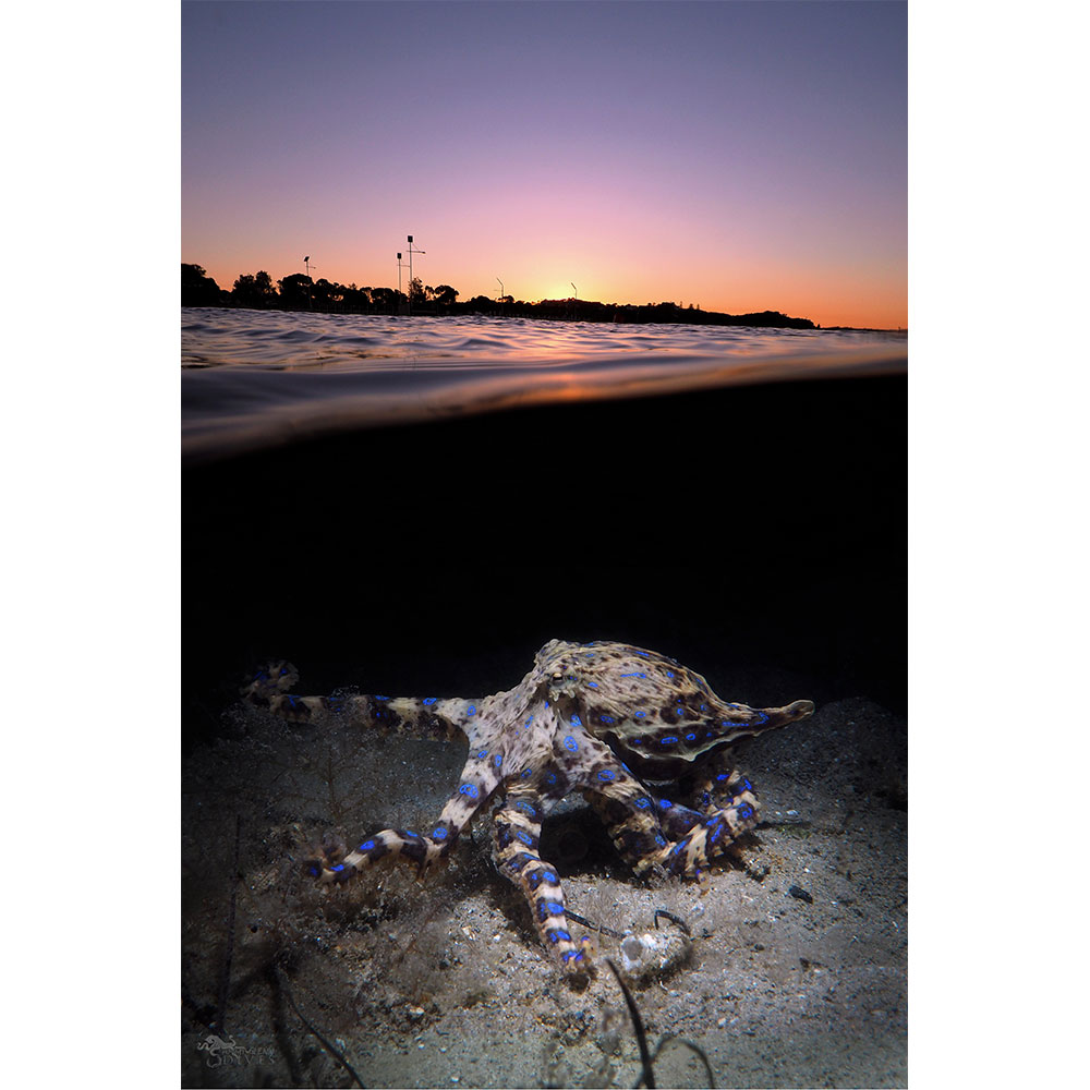 Southern Skies: Split Shot Blue Ringed Octopus at Sunset - Click Image to Close