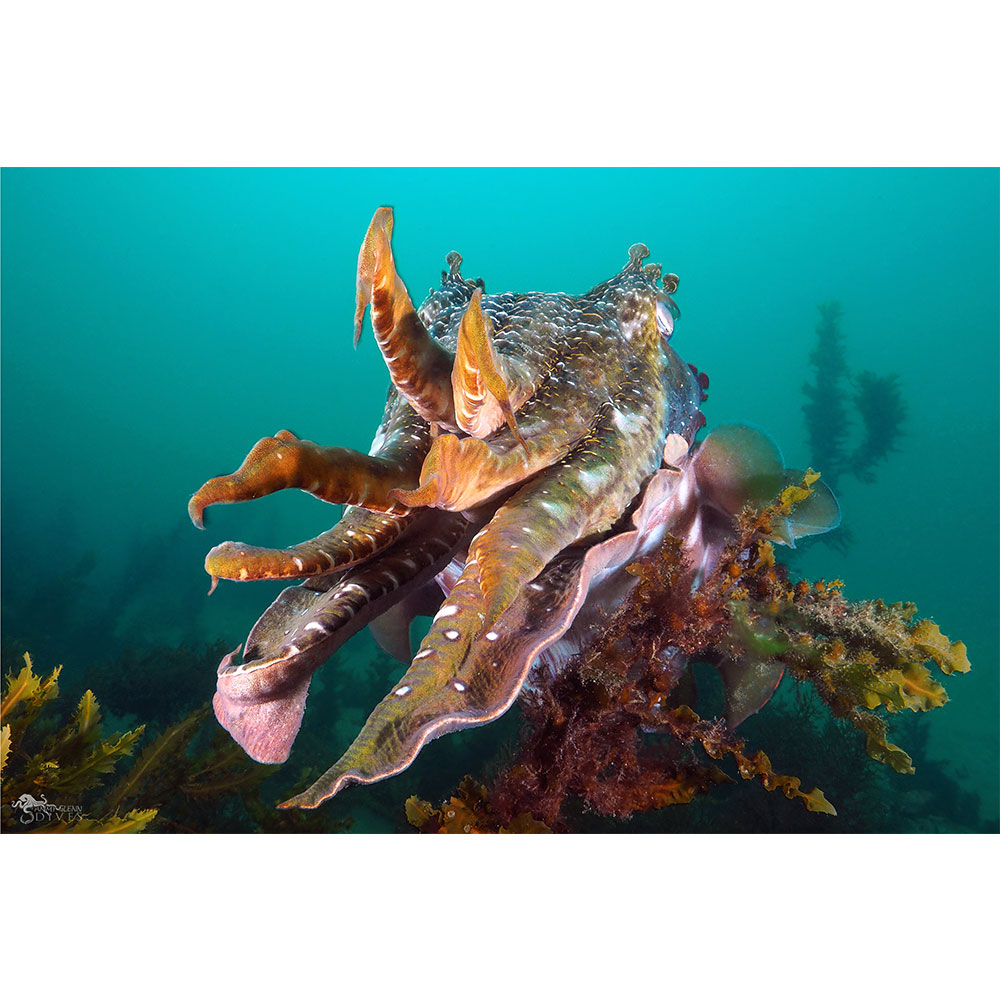 Area 51: Giant Australian Cuttlefish - Click Image to Close