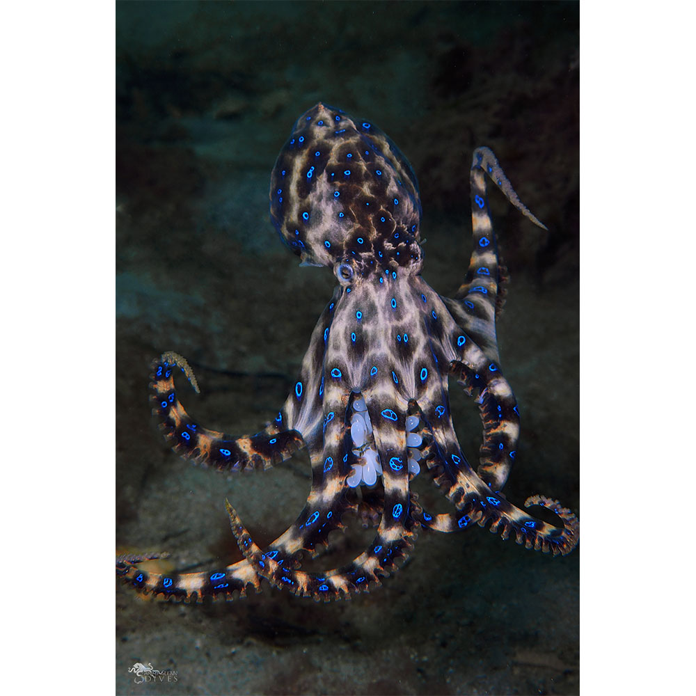 Dark Knight: Blue Ringed Octopus with Eggs - Click Image to Close