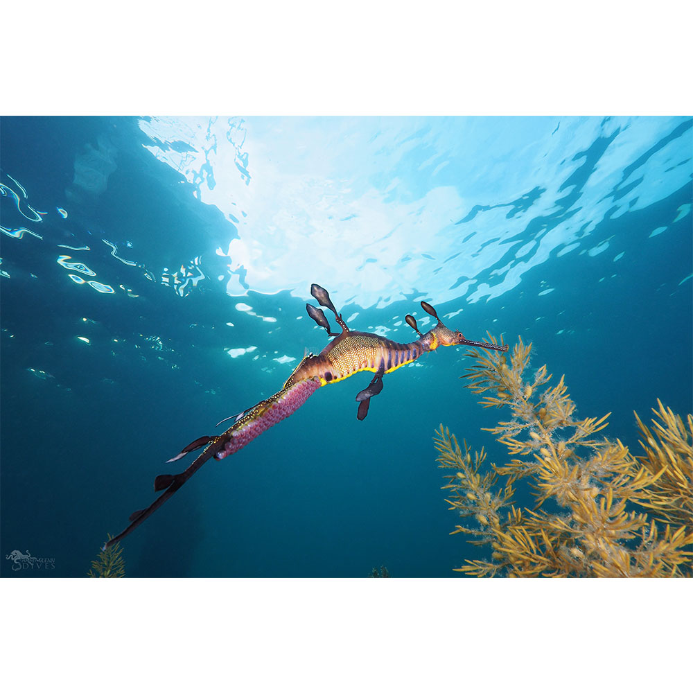 Polaris: Male Weedy Seadragon - Click Image to Close