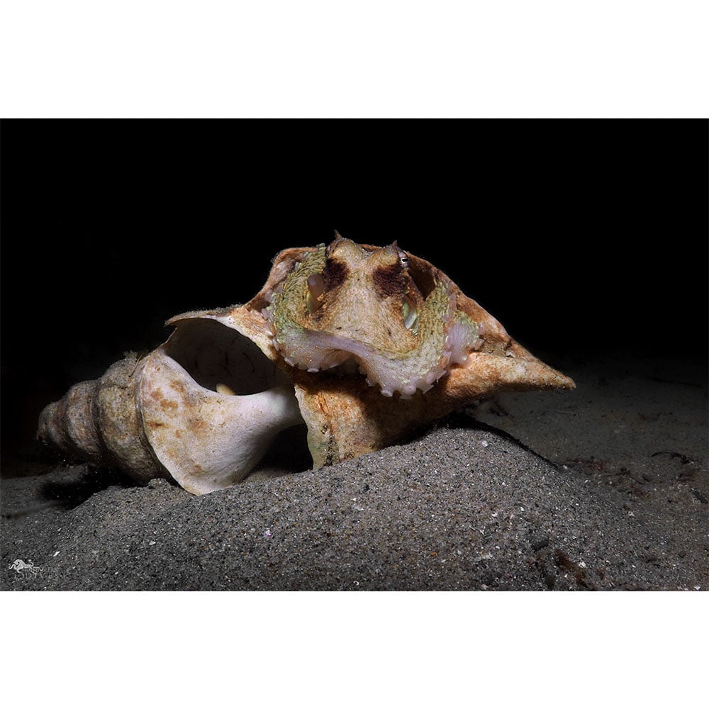 Contortionist: Southern Keeled Octopus in Shell - Click Image to Close