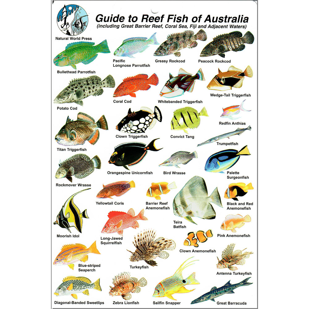 ID Slate - Guide to Reef Fish of Australia - Click Image to Close