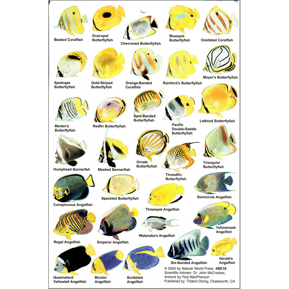 ID Slate - Guide to Reef Fish of Australia - Click Image to Close
